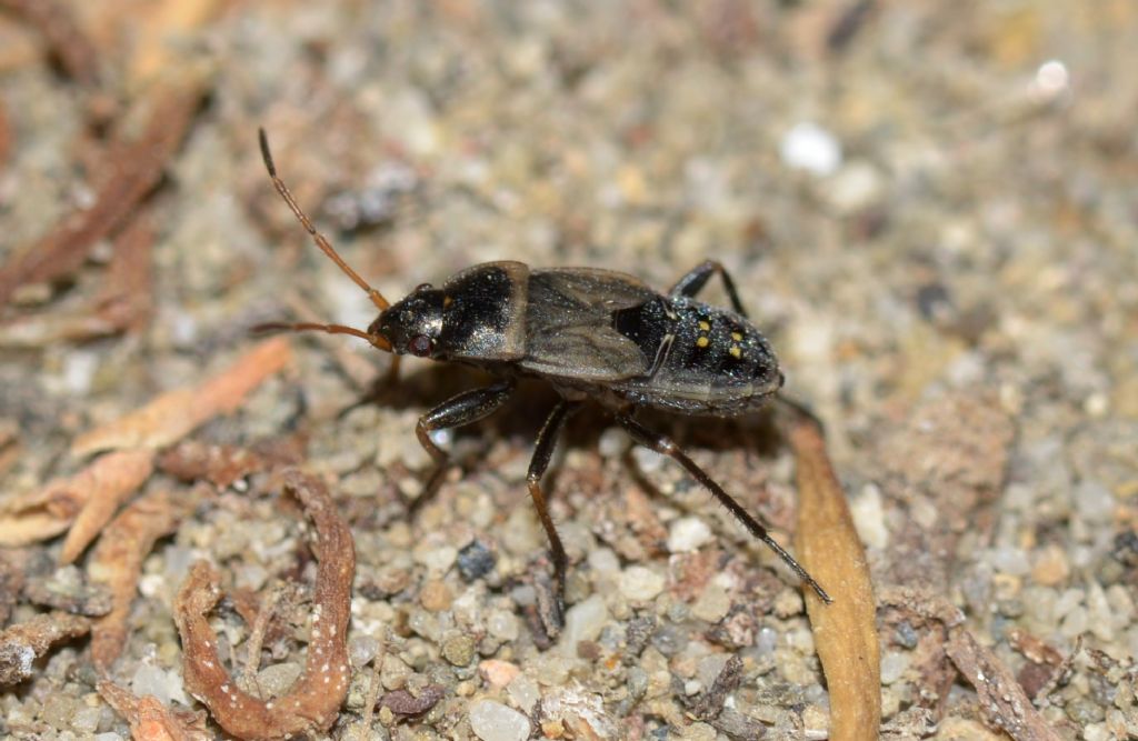 Lygaeidae:  cfr. Rhyparochromus sp. (ninfa)